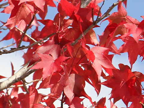 Liquidambar styraciflua