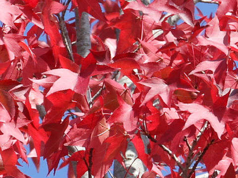 Liquidambar styraciflua