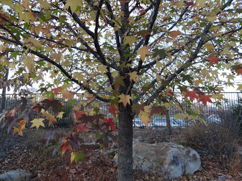 Liquidambar styraciflua