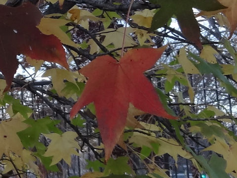 Liquidambar styraciflua