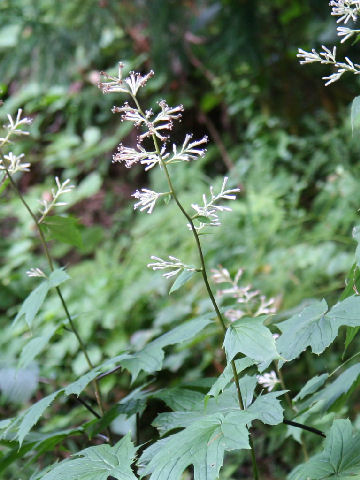 Cacalia delphiniifolia