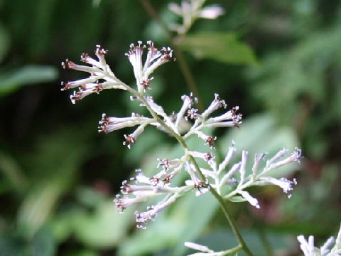 Cacalia delphiniifolia