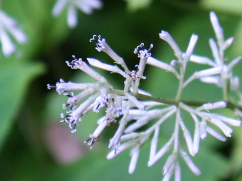 Cacalia delphiniifolia
