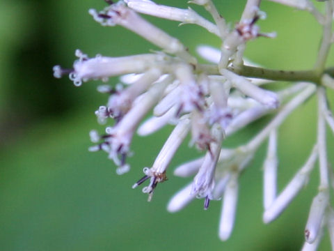 Cacalia delphiniifolia