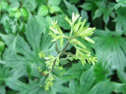 Cacalia delphiniifolia