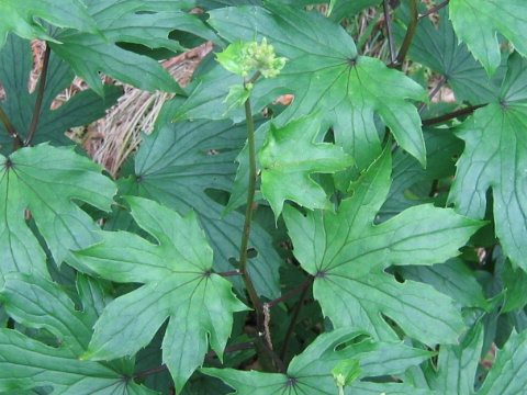 Cacalia delphiniifolia