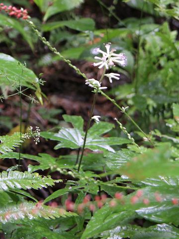 Cacalia delphiniifolia