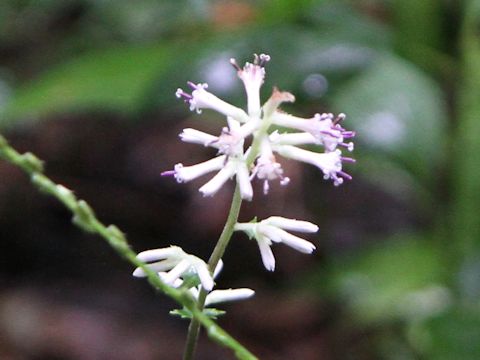 Cacalia delphiniifolia