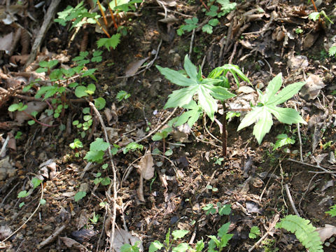 Cacalia delphiniifolia