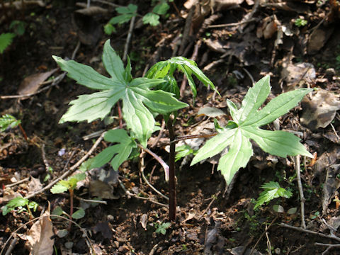 Cacalia delphiniifolia