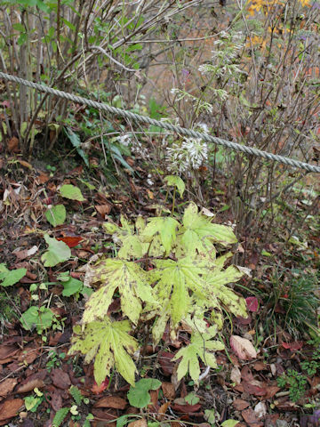 Cacalia delphiniifolia