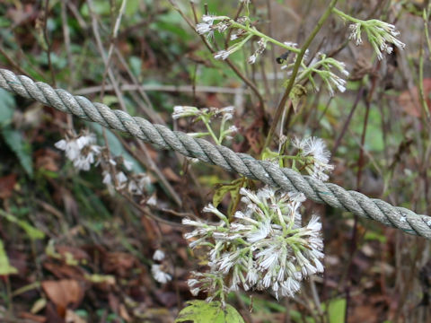 Cacalia delphiniifolia