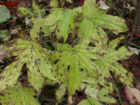 Cacalia delphiniifolia