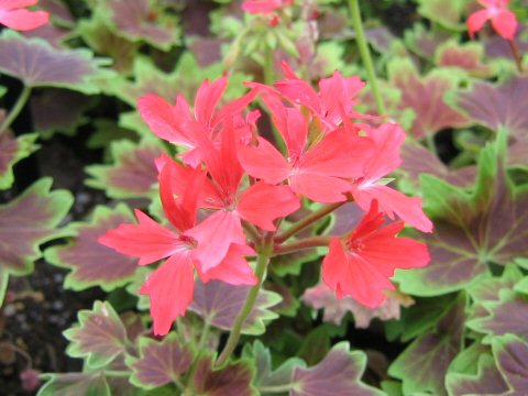 Pelargonium hortorum cv. Vancouver Centennial