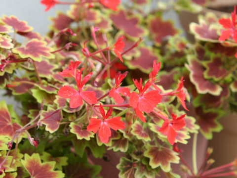 Pelargonium hortorum cv. Vancouver Centennial