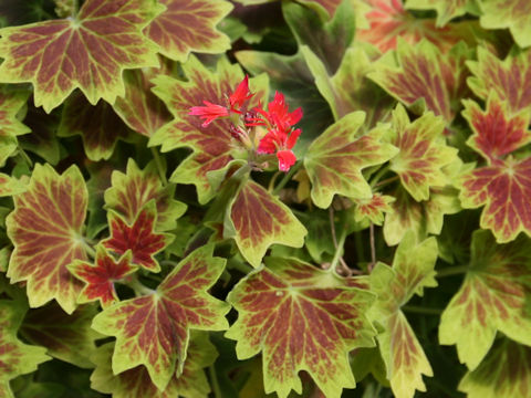 Pelargonium hortorum cv. Vancouver Centennial