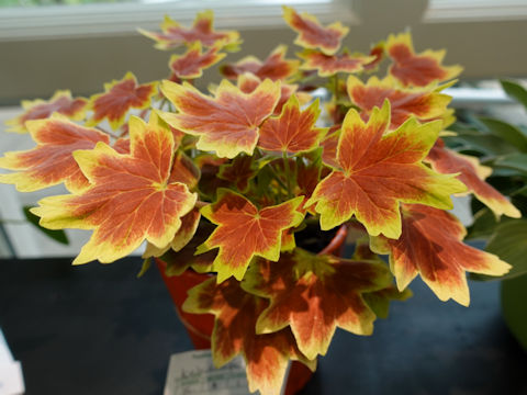 Pelargonium hortorum cv. Vancouver Centennial