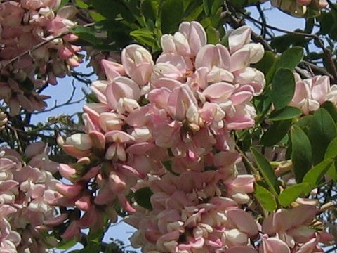 Robinia pseudo-acacia cv. Purple Robe