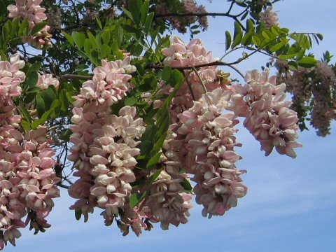 Robinia pseudo-acacia cv. Purple Robe