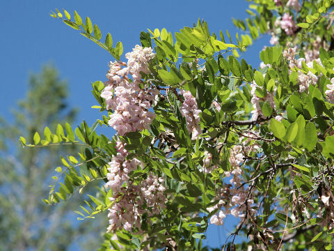 Robinia pseudo-acacia cv. Purple Robe