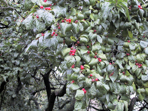 Lonicera maackii f. podocarpa