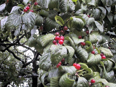 Lonicera maackii f. podocarpa