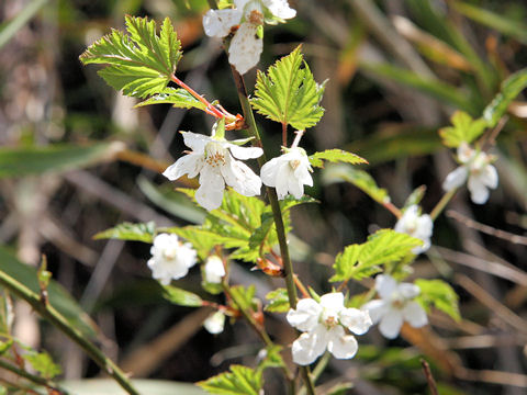 Rubus palmatus var. coptophyllus