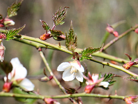 Rubus palmatus var. coptophyllus