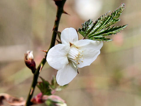 Rubus palmatus var. coptophyllus