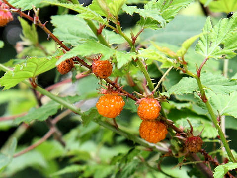 Rubus palmatus var. coptophyllus
