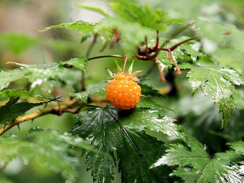 Rubus palmatus var. coptophyllus