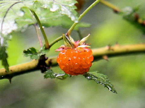 Rubus palmatus var. coptophyllus