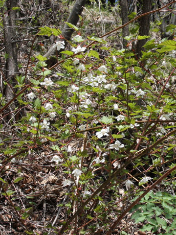 Rubus palmatus var. coptophyllus