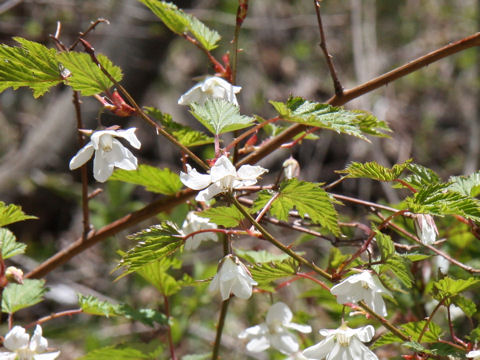 Rubus palmatus var. coptophyllus