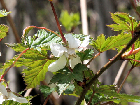 Rubus palmatus var. coptophyllus