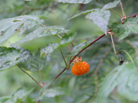 Rubus palmatus var. coptophyllus