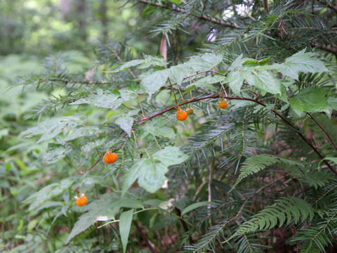 Rubus palmatus var. coptophyllus