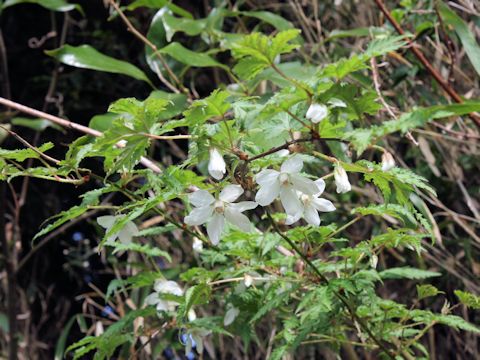 Rubus palmatus var. coptophyllus