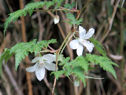 Rubus palmatus var. coptophyllus