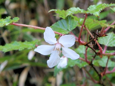 Rubus palmatus var. coptophyllus