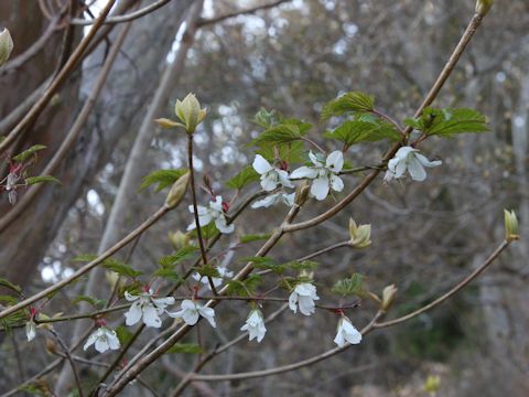 Rubus palmatus var. coptophyllus