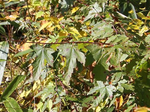 Rubus palmatus var. coptophyllus