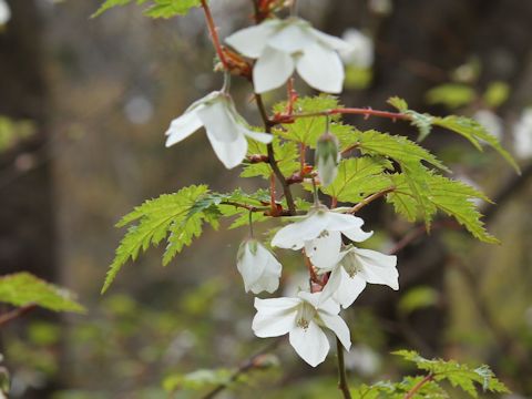 Rubus palmatus var. coptophyllus