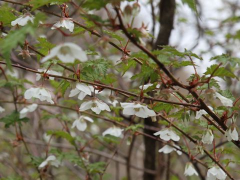 Rubus palmatus var. coptophyllus