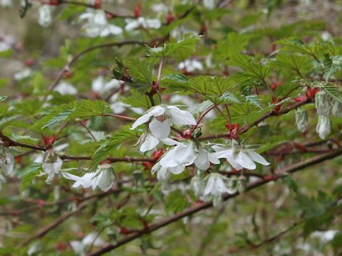 Rubus palmatus var. coptophyllus