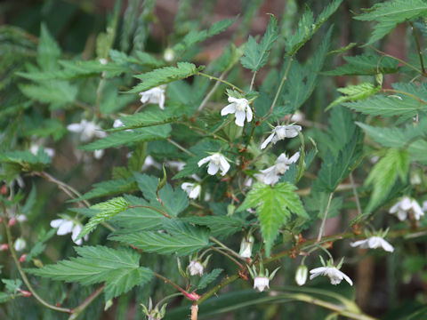 Rubus palmatus var. coptophyllus