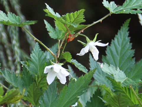 Rubus palmatus var. coptophyllus