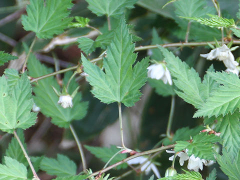 Rubus palmatus var. coptophyllus