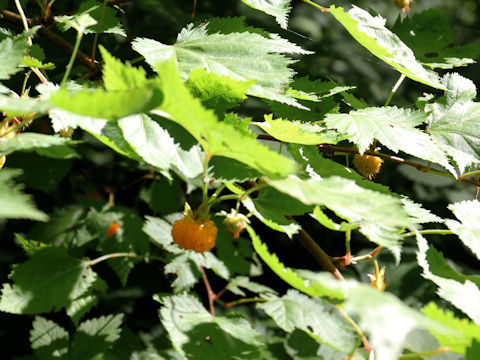 Rubus palmatus var. coptophyllus