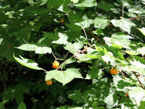 Rubus palmatus var. coptophyllus